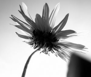 Preview wallpaper flower, petals, stem, bw