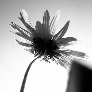 Preview wallpaper flower, petals, stem, bw