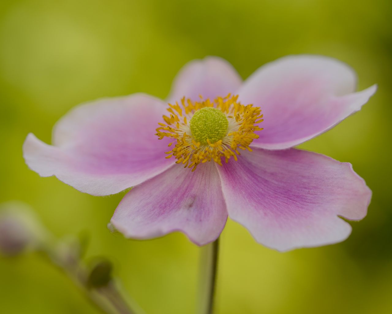 1280x1024 Wallpaper flower, petals, stem, macro, pink, blur