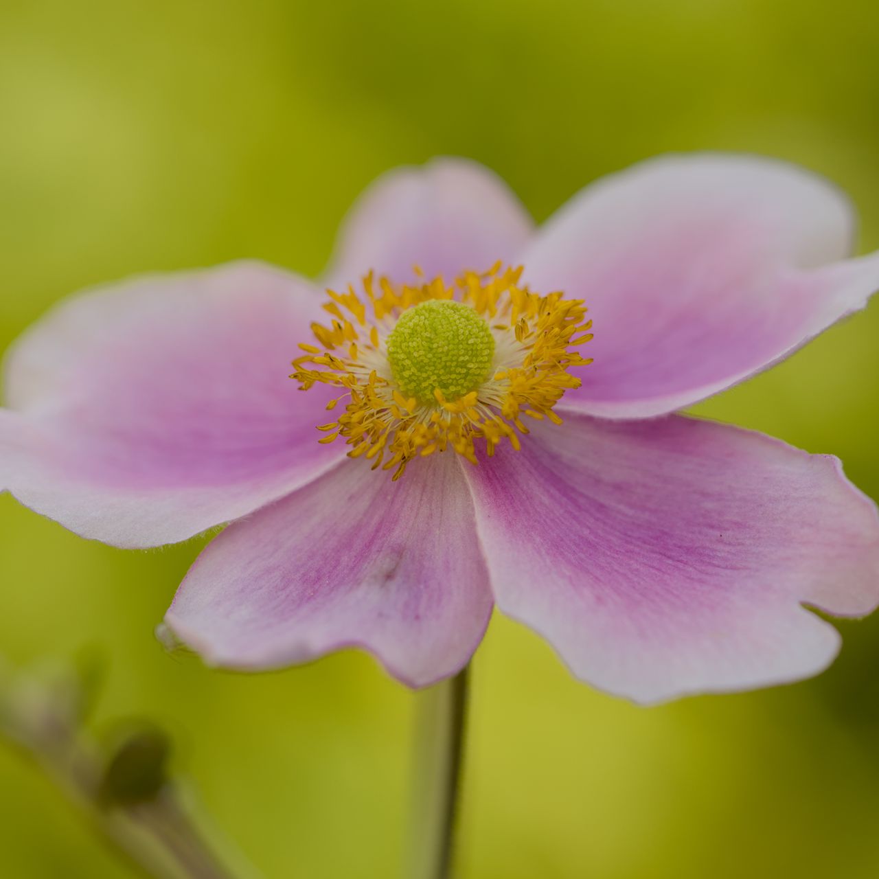 1280x1280 Wallpaper flower, petals, stem, macro, pink, blur
