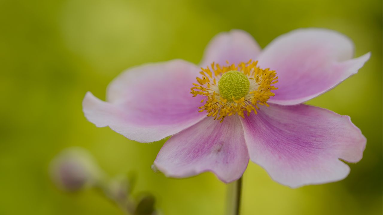 Wallpaper flower, petals, stem, macro, pink, blur