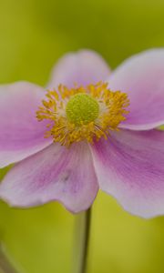 Preview wallpaper flower, petals, stem, macro, pink, blur