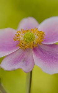 Preview wallpaper flower, petals, stem, macro, pink, blur