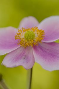 Preview wallpaper flower, petals, stem, macro, pink, blur