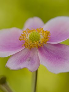 Preview wallpaper flower, petals, stem, macro, pink, blur