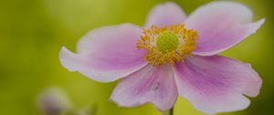 Preview wallpaper flower, petals, stem, macro, pink, blur