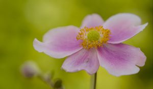 Preview wallpaper flower, petals, stem, macro, pink, blur