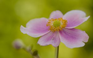 Preview wallpaper flower, petals, stem, macro, pink, blur