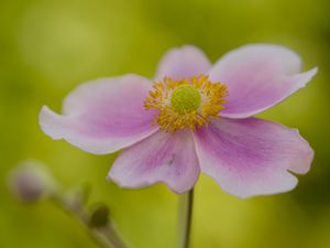 Preview wallpaper flower, petals, stem, macro, pink, blur