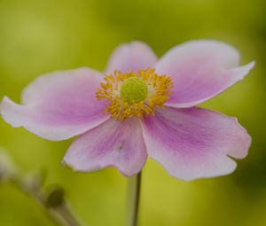 Preview wallpaper flower, petals, stem, macro, pink, blur