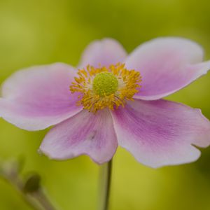 Preview wallpaper flower, petals, stem, macro, pink, blur