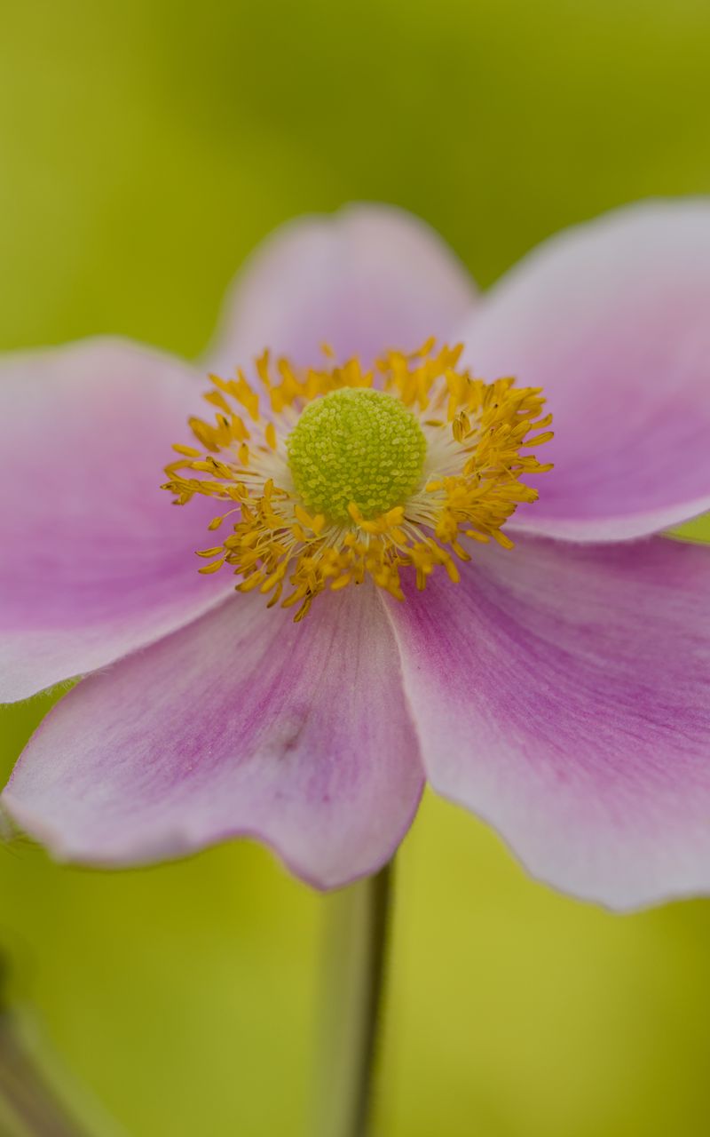 800x1280 Wallpaper flower, petals, stem, macro, pink, blur