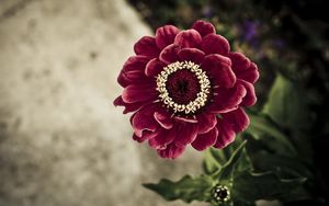 Preview wallpaper flower, petals, stem