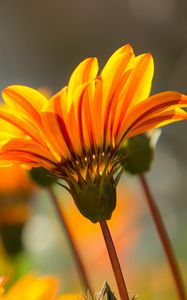Preview wallpaper flower, petals, stem, orange