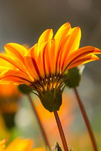 Preview wallpaper flower, petals, stem, orange