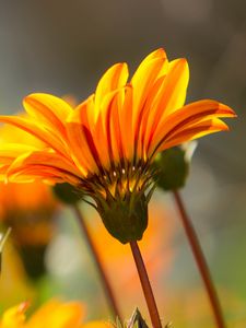Preview wallpaper flower, petals, stem, orange