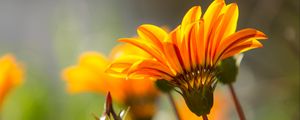 Preview wallpaper flower, petals, stem, orange