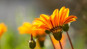 Preview wallpaper flower, petals, stem, orange