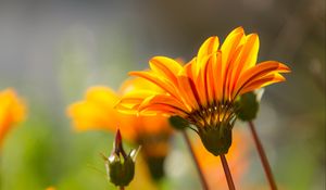 Preview wallpaper flower, petals, stem, orange