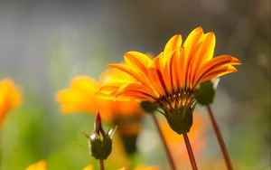 Preview wallpaper flower, petals, stem, orange