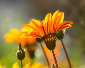 Preview wallpaper flower, petals, stem, orange