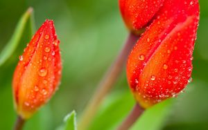 Preview wallpaper flower, petals, stem, macro