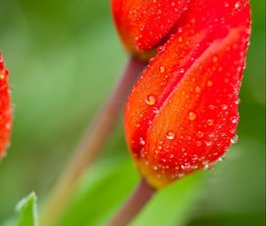 Preview wallpaper flower, petals, stem, macro