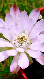 Preview wallpaper flower, petals, stems, buds, light