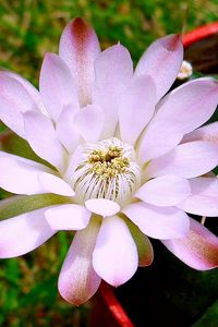 Preview wallpaper flower, petals, stems, buds, light