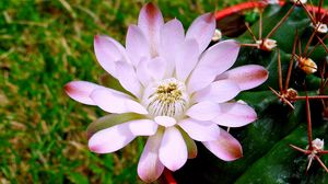 Preview wallpaper flower, petals, stems, buds, light