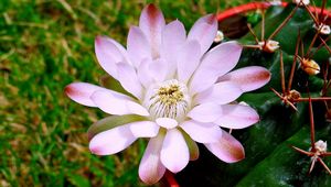 Preview wallpaper flower, petals, stems, buds, light