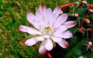 Preview wallpaper flower, petals, stems, buds, light