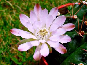 Preview wallpaper flower, petals, stems, buds, light