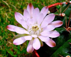 Preview wallpaper flower, petals, stems, buds, light