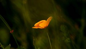 Preview wallpaper flower, petals, stems