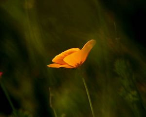 Preview wallpaper flower, petals, stems