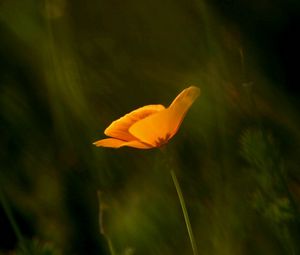 Preview wallpaper flower, petals, stems