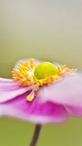 Preview wallpaper flower, petals, surface, background, blurred