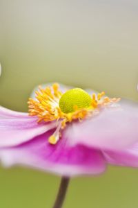 Preview wallpaper flower, petals, surface, background, blurred