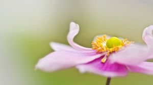 Preview wallpaper flower, petals, surface, background, blurred