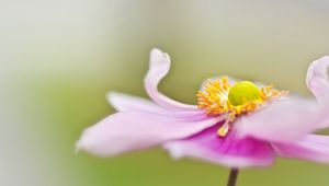 Preview wallpaper flower, petals, surface, background, blurred