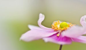 Preview wallpaper flower, petals, surface, background, blurred