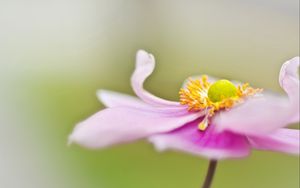 Preview wallpaper flower, petals, surface, background, blurred