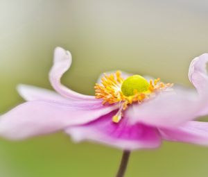 Preview wallpaper flower, petals, surface, background, blurred