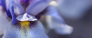 Preview wallpaper flower, petals, texture, macro