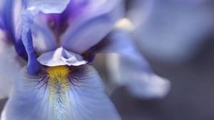 Preview wallpaper flower, petals, texture, macro