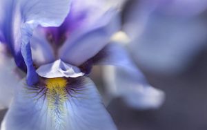 Preview wallpaper flower, petals, texture, macro