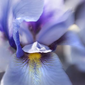 Preview wallpaper flower, petals, texture, macro