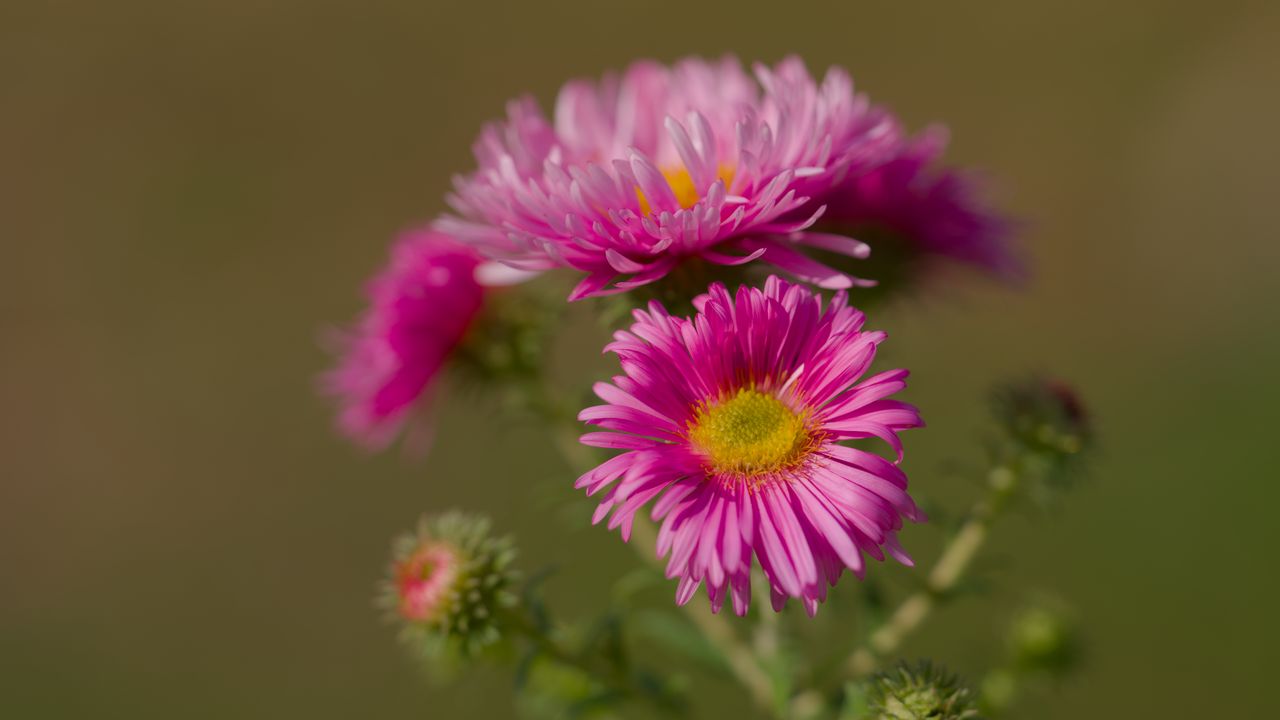 Wallpaper flower, petals, thorns, plant