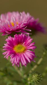 Preview wallpaper flower, petals, thorns, plant